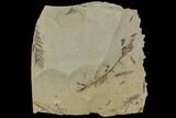 Metasequoia (Dawn Redwood) Fossils - Montana #85780-1